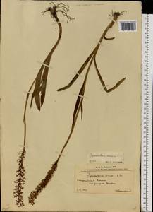 Кокушник длиннорогий (L.) R.Br., Восточная Европа, Западно-Украинский район (E13) (Украина)