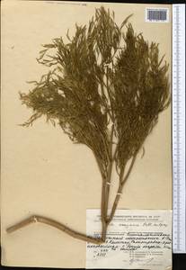 Ферула джунгарская Pall. ex Schult., Средняя Азия и Казахстан, Муюнкумы, Прибалхашье и Бетпак-Дала (M9) (Казахстан)