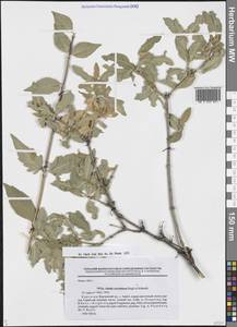 Забелия щитковидная (Regel & Schmalh.) Makino, Средняя Азия и Казахстан, Западный Тянь-Шань и Каратау (M3) (Киргизия)