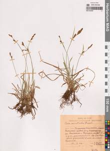 Осока мелковолосистая Franch., Сибирь, Чукотка и Камчатка (S7) (Россия)