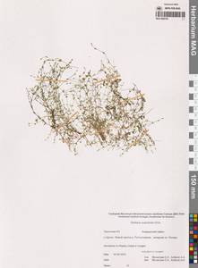 Звездчатка толстолистная Ehrh., Сибирь, Чукотка и Камчатка (S7) (Россия)