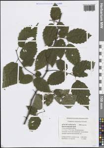 Граб обыкновенный, Граб кавказский L., Кавказ, Черноморское побережье (от Новороссийска до Адлера) (K3) (Россия)