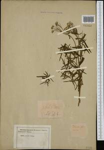 Achillea salicifolia subsp. salicifolia, Сибирь и Дальний Восток (без точных местонахождений) (S0) (Россия)