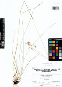 Poa pratensis subsp. pratensis, Сибирь, Прибайкалье и Забайкалье (S4) (Россия)