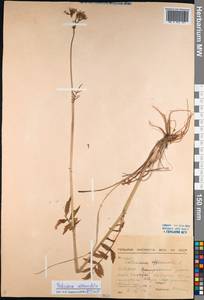 Валериана очереднолистная Ledeb., Сибирь, Прибайкалье и Забайкалье (S4) (Россия)