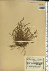 Бескильница расставленная (Jacq.) Parl., Восточная Европа, Северный район (E1) (Россия)