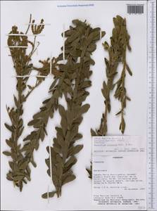 Desmodium cuneatum Hook. & Arn., Америка (AMER) (Парагвай)