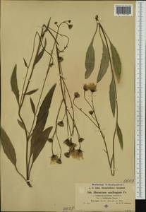 Hieracium saxifragum Fr., Западная Европа (EUR) (Норвегия)