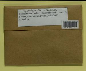 Hygrohypnella ochracea (Turner ex Wilson) Ignatov & Ignatova, Гербарий мохообразных, Мхи - Центральное Нечерноземье (B6) (Россия)