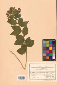 Горошек однопарный A.Braun, Сибирь, Дальний Восток (S6) (Россия)