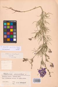 Delphinium consolida subsp. paniculatum (Host) N.Busch, Восточная Европа, Центральный лесостепной район (E6) (Россия)