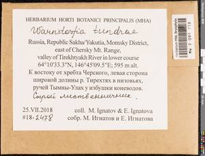 Sarmentypnum tundrae (Arnell) Hedenäs, Гербарий мохообразных, Мхи - Якутия (B19) (Россия)
