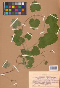 MHA 0 155 836, Будра плющевидная L., Восточная Европа, Центральный район (E4) (Россия)