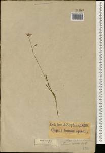 Brachystelma rubellum (E. Mey.) R. Peckover, Африка (AFR) (ЮАР)