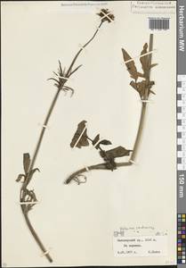 Валериана сердечниковая M.Bieb., Кавказ, Северная Осетия, Ингушетия и Чечня (K1c) (Россия)