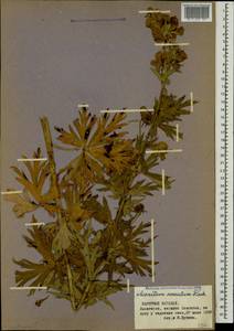 Aconitum variegatum subsp. nasutum (Fischer ex Rchb.) Götz, Кавказ, Азербайджан (K6) (Азербайджан)