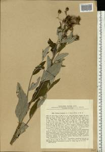 Cirsium arvense var. vestitum Wimm. & Grab., Восточная Европа, Нижневолжский район (E9) (Россия)