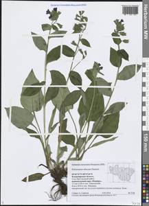 Медуница неясная, Медуница темная Dumort., Восточная Европа, Центральный район (E4) (Россия)