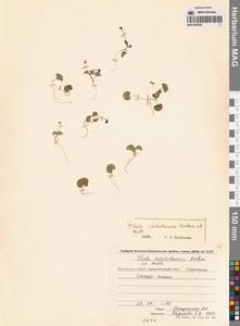 Viola crassa subsp. avatschensis (W.Becker & Hultén) Espeut, Сибирь, Чукотка и Камчатка (S7) (Россия)