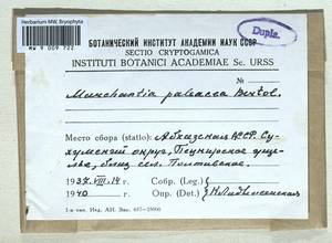 Marchantia paleacea Bertol., Гербарий мохообразных, Мхи - Закавказье (B13) (Абхазия)