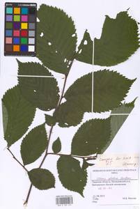 Вяз голый, Вяз шершавый Huds., Восточная Европа, Северо-Западный район (E2) (Россия)