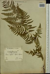 Pteridium aquilinum subsp. pinetorum (C. N. Page & R. R. Mill) J. A. Thomson, Восточная Европа, Северо-Украинский район (E11) (Украина)