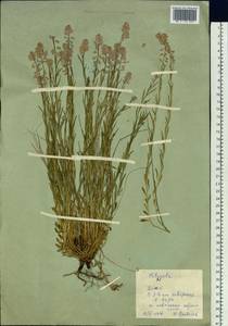 Истод хохлатый, Сибирь, Западный (Казахстанский) Алтай (S2a) (Казахстан)