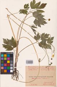 Лютик ползучий L., Восточная Европа, Нижневолжский район (E9) (Россия)