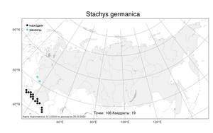Stachys germanica, Чистец германский L., Атлас флоры России (FLORUS) (Россия)