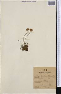 Гониолимон Бессера (Rchb.) Kuzn., Западная Европа (EUR) (Швеция)