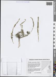 Reseda muricata C.Presl, Зарубежная Азия (ASIA) (ОАЭ)