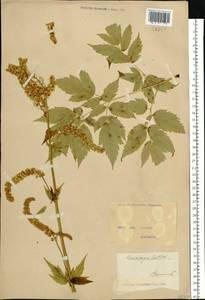 Actaea europaea (Schipcz.) Compton, Восточная Европа, Северо-Украинский район (E11) (Украина)