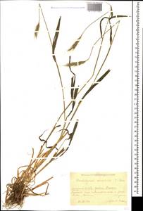 Хордэлимус европейский (L.) Jess. ex Harz, Кавказ, Краснодарский край и Адыгея (K1a) (Россия)