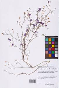 Delphinium consolida subsp. paniculatum (Host) N.Busch, Восточная Европа, Нижневолжский район (E9) (Россия)