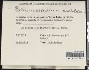 Palamocladium euchloron (Bruch ex Müll. Hal.) Wijk & Margad., Гербарий мохообразных, Мхи - Закавказье (B13) (Армения)