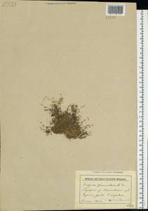 Мшанка лежачая L., Восточная Европа, Белоруссия (E3a) (Белоруссия)