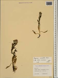 Erigeron acris subsp. acris, Кавказ, Дагестан (K2) (Россия)