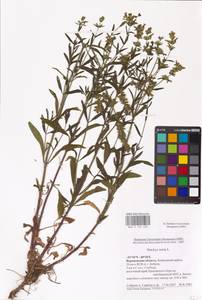 MHA 0 156 025, Чистец прямой L., Восточная Европа, Центральный лесостепной район (E6) (Россия)