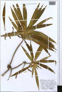 Dracaena afromontana Mildbr., Африка (AFR) (Эфиопия)