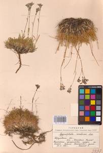 Качим уральский Less., Восточная Европа, Восточный район (E10) (Россия)