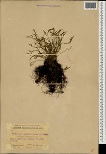 Костенец северный (L.) Hoffm., Кавказ, Краснодарский край и Адыгея (K1a) (Россия)