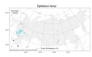 Epilobium lamyi, Кипрей Лами F. W. Schultz, Атлас флоры России (FLORUS) (Россия)