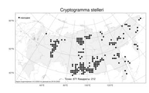 Cryptogramma stelleri, Криптограмма Стеллера (S. G. Gmel.) Prantl, Атлас флоры России (FLORUS) (Россия)