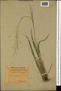 Achnatherum virescens (Trin.) Banfi, Galasso & Bartolucci, Кавказ, Азербайджан (K6) (Азербайджан)