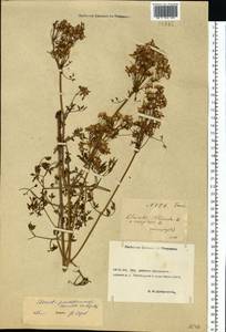 Ломонос чинолистный Besser ex Rchb., Восточная Европа, Ростовская область (E12a) (Россия)