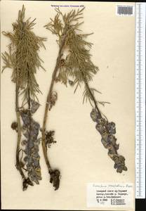 Aconitum soongoricum Stapf, Средняя Азия и Казахстан, Северный и Центральный Тянь-Шань (M4) (Киргизия)