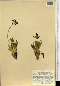 Primula nivalis subsp. xanthobasis (Fed.) Halda, Монголия (MONG) (Монголия)