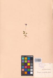 Первоцвет клинолистный Ledeb., Сибирь, Дальний Восток (S6) (Россия)