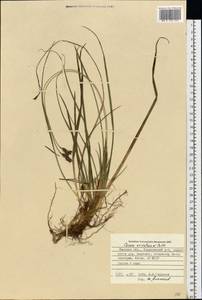 Осока верещатниковая Pollich, Восточная Европа, Белоруссия (E3a) (Белоруссия)