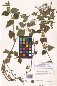 Яснотка белая, Глухая крапива, Кавказ, Азербайджан (K6) (Азербайджан)